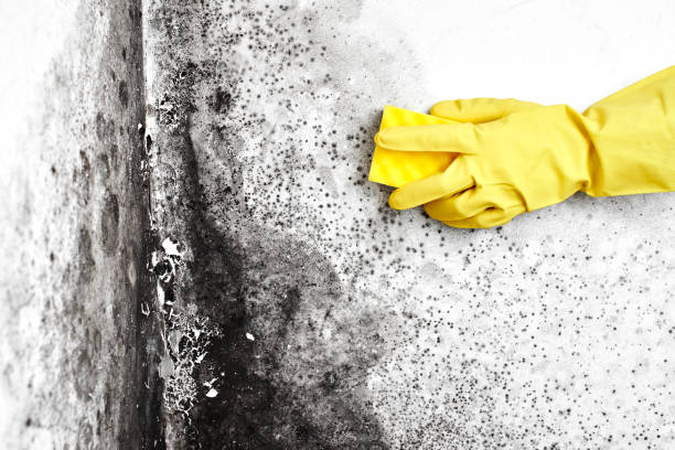 Best Biohazard Mold Removal  in Cadiz, OH